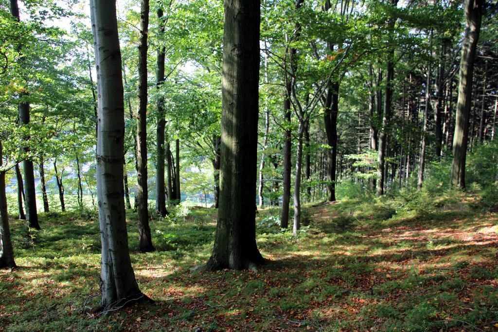 Ferienwohnung Am Kieferberg Hormersdorf  Екстер'єр фото